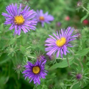 Aster (Symphyotrichum) novae-angliae 