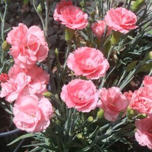 Dianthus Romance