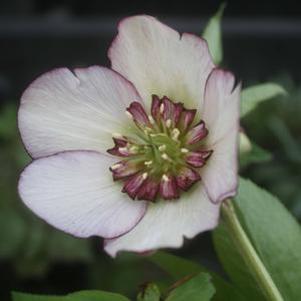 Helleborus French Kiss