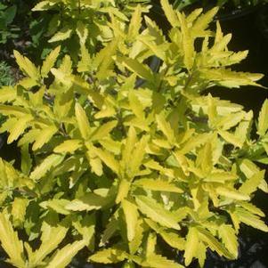 Caryopteris clandonensis Gold Crest