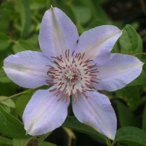 Clematis Bernadine™