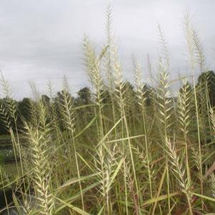 Elymus hystrix 