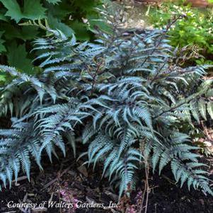 Athyrium niponicum Godzilla