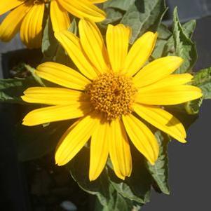 Heliopsis helianthoides Tuscan Gold™