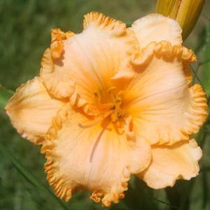Hemerocallis Electric Marmalade Magic