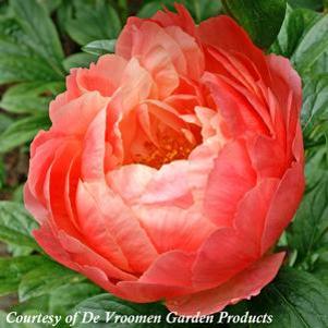 Paeonia lactiflora Coral Charm