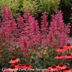 Agastache Morello
