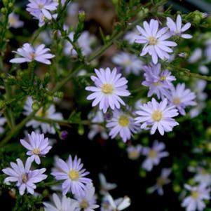 Aster (Symphyotrichum) azureus 
