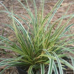 Carex oshimensis Everglow