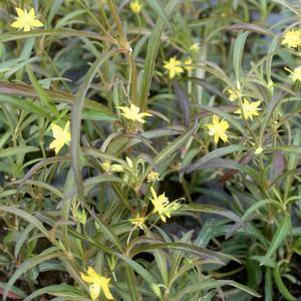 Lysimachia lanceolata var. purpurea 