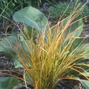 Carex testacea Indian Summer