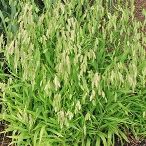 Chasmanthium latifolium 