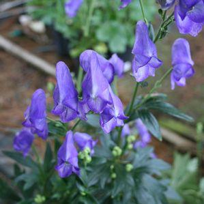 Aconitum carmichaelii Arendsii