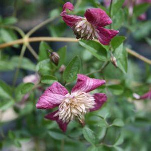 Clematis Avant Garde
