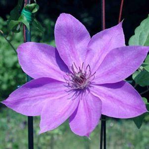 Clematis Elsa Spath