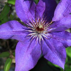 Clematis The President
