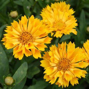 Coreopsis Jethro Tull