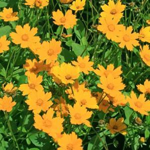 Coreopsis auriculata Nana