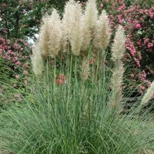 Cortaderia selloana Pumila