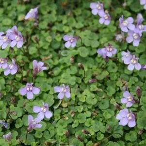 Cymbalaria aequitriloba Mini Kenilworth
