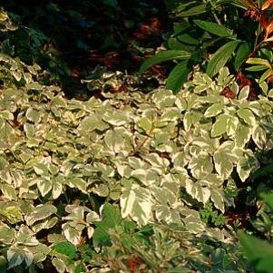 Aegopodium podagraria Variegatum