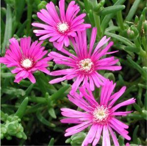 Delosperma cooperi 