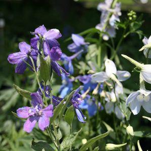 Delphinium elatum Connecticut Yankee