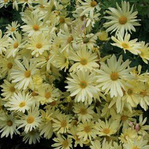 Chrysanthemum (Dendranthema) Legal Pad Yellow