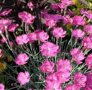 Dianthus gratianopolitanus Firewitch