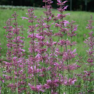 Agastache Heatwave