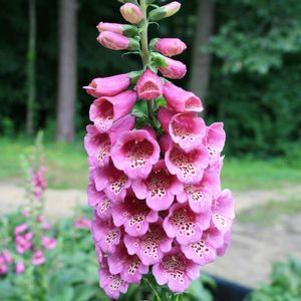 Digitalis purpurea Camelot Rose