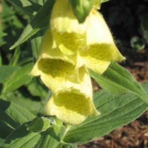 Digitalis grandiflora (ambigua) 