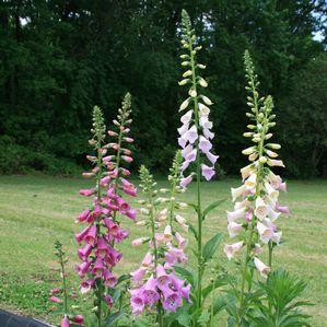 Digitalis purpurea Excelsior
