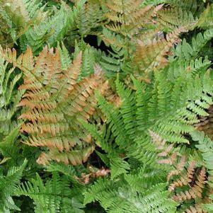 Dryopteris erythrosora Brilliance