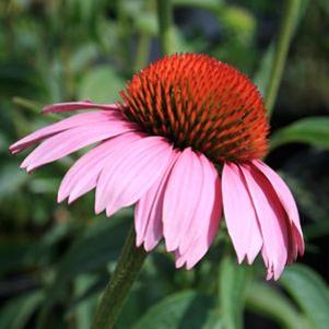 Echinacea purpurea Prairie Splendor