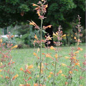 Agastache aurantiaca Apricot Sprite