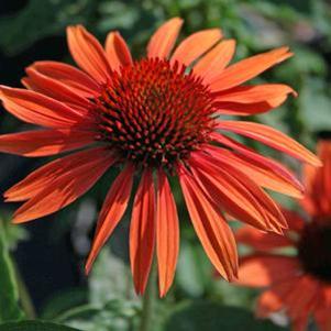 Echinacea Big Sky Sundown