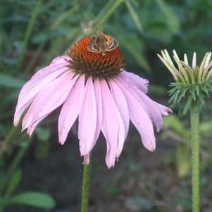 Echinacea purpurea 