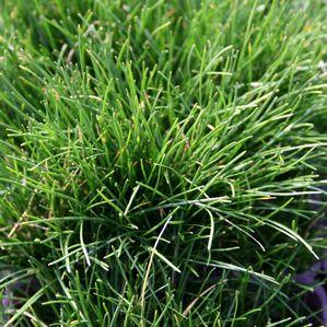 Eleocharis radicans 