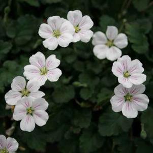Erodium reichardii Alba