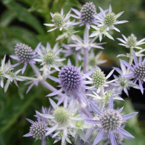 Eryngium planum Blue Hobbit