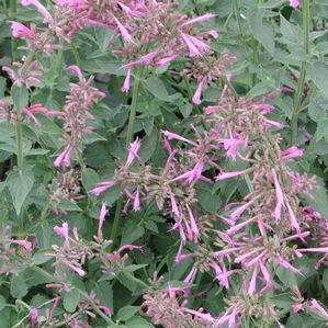 Agastache barberi Tutti Frutti