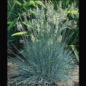 Festuca ovina var. glauca Elijah Blue
