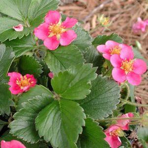 Fragaria vesca Lipstick