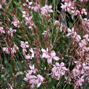Gaura lindheimeri Pink Fountain