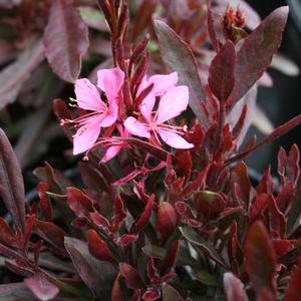 Gaura lindheimeri Crimson Butterflies
