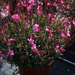 Gaura lindheimeri Belleza Dark Pink