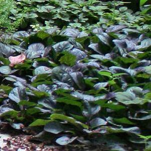 Ajuga reptans Black Scallop