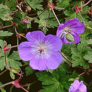 Geranium Rozanne