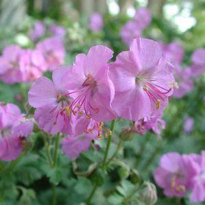 Geranium cantabrigiense Biokovo Karmina